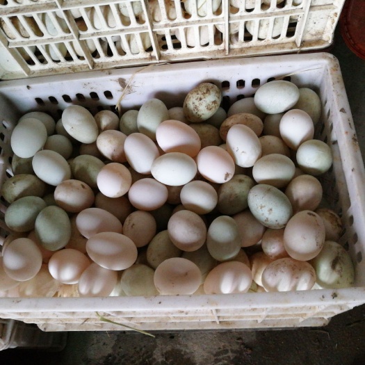 罗田县毛鸭蛋 食用 箱装 