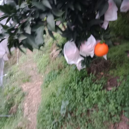 丹棱县耙耙柑 统货 4两以上 