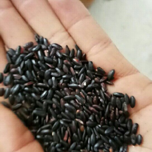 界首市东北黑米 黑香米