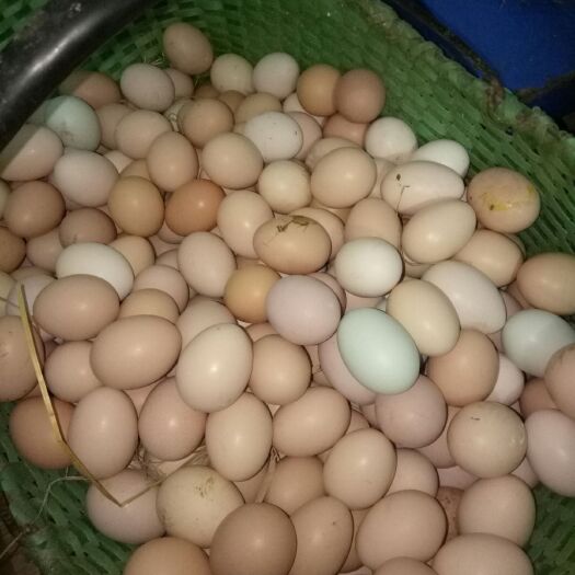 随州土鸡蛋 食用 散装 