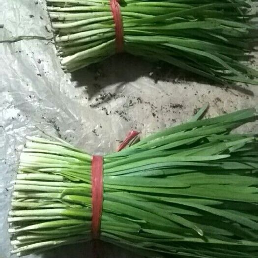 滦南县大叶韭菜 二茬 30~35cm 
