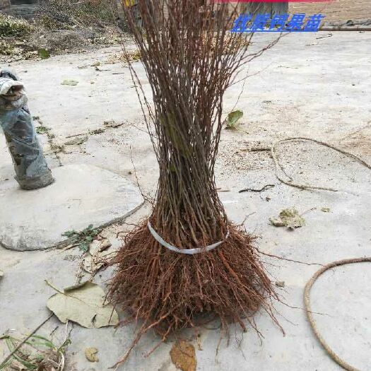 绛县 钙果苗鲜食果子钙果9号