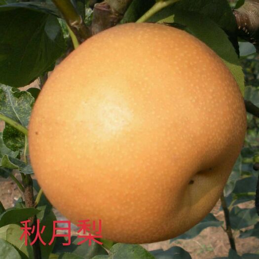 泰安秋月梨树苗 1~1.5米 
