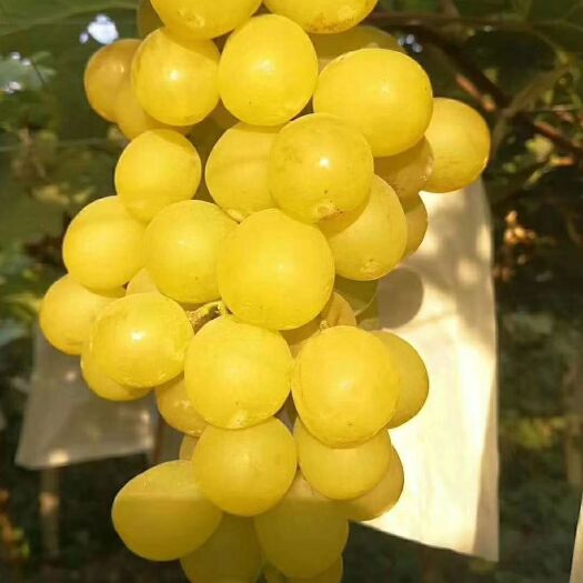 泰安 阳光玫瑰葡萄苗，金手指葡萄苗，现挖现卖多买多赠，保湿发货
