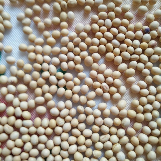 盘锦黄大豆 生大豆 1等品 