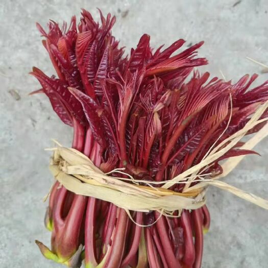 泸西县红香椿芽 9~12cm 