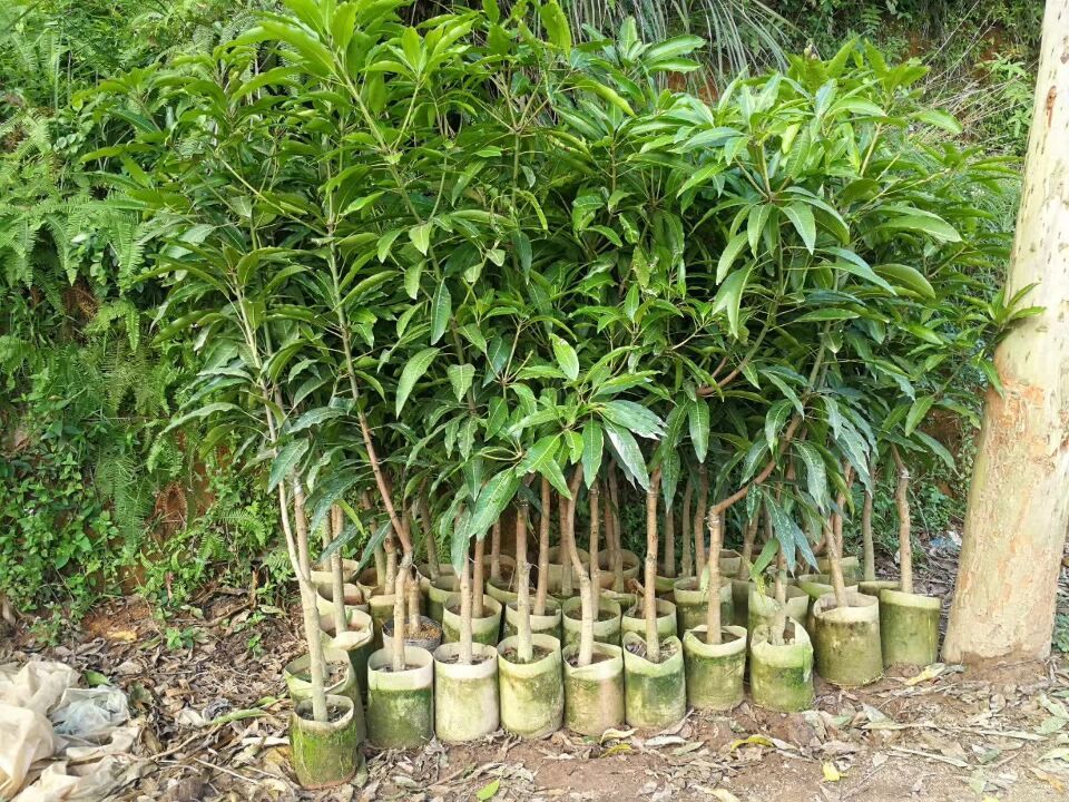 贵妃芒果苗  金煌芒果苗，桂七芒果苗，台农芒果苗