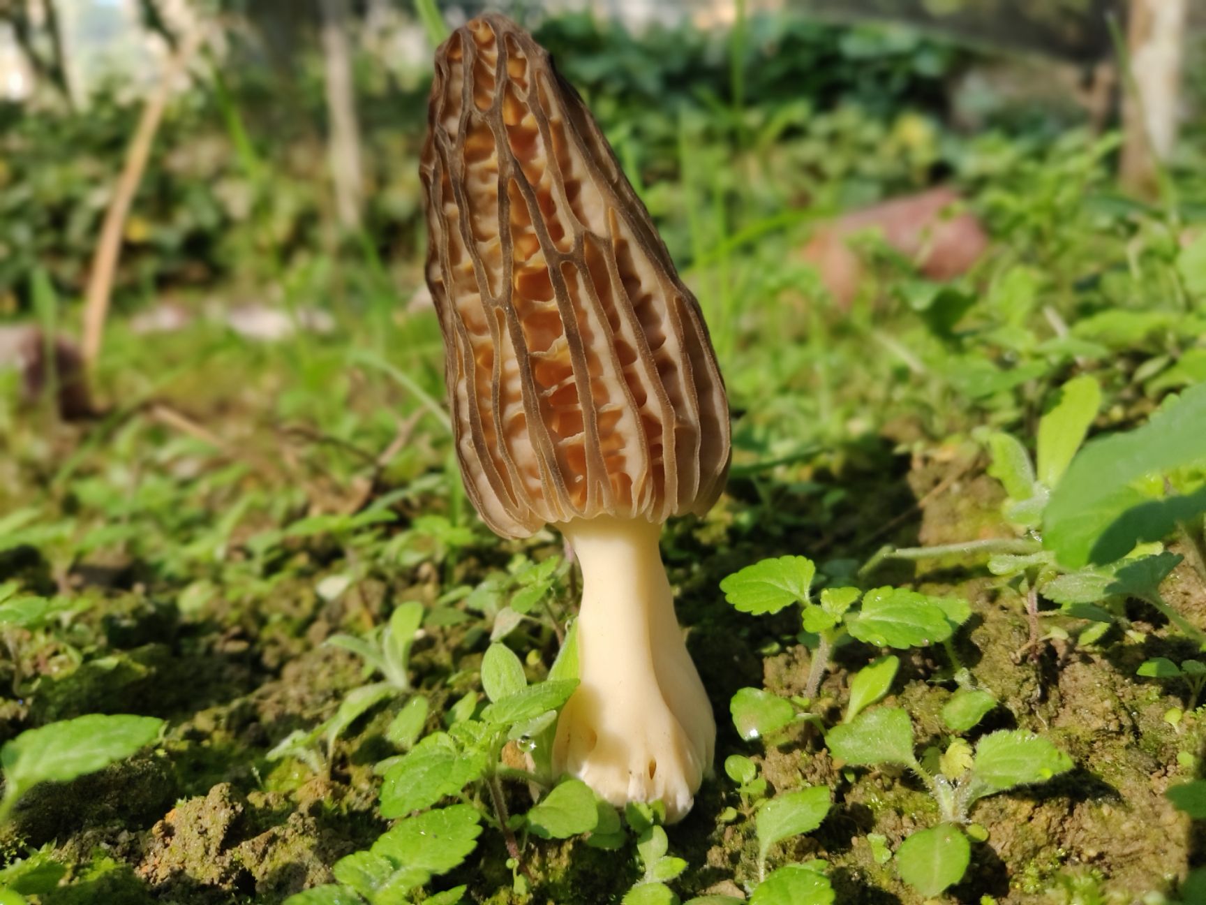 羊肚菌 鲜货 6cm~8cm 尖顶 灰黑色 人工种植 