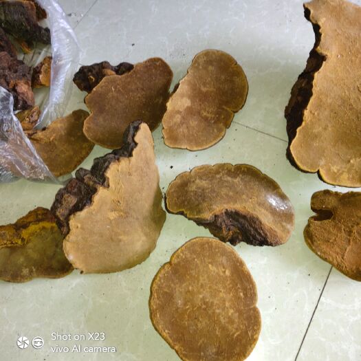 房县桑黄 