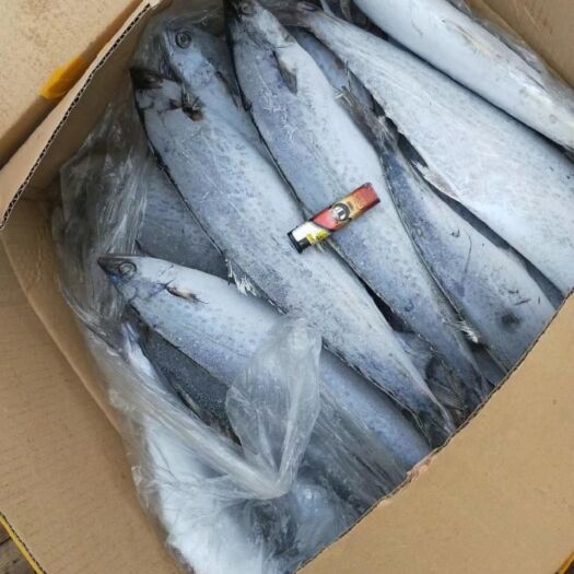 北海冻品马胶鱼 