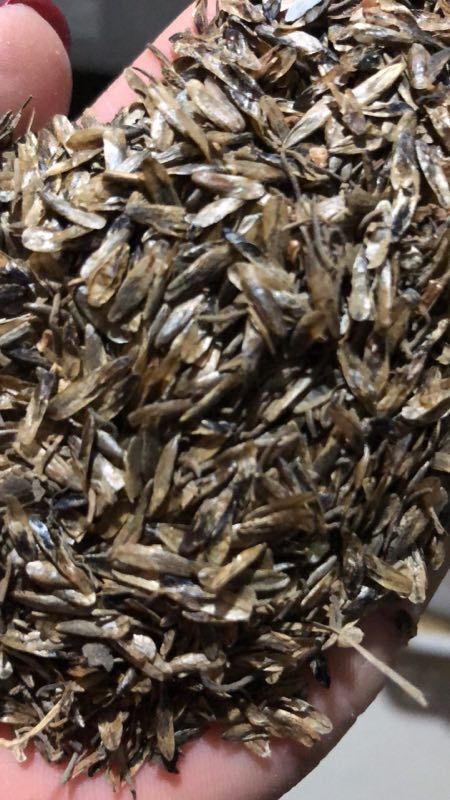 沭阳县枫香苗  枫香新种子