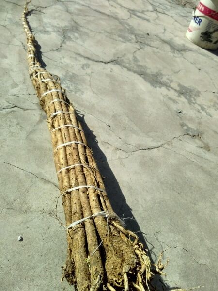 浑源县白皮芪 