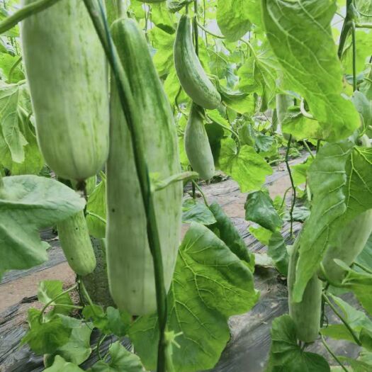 羊角蜜甜瓜  0.5斤以上 大批量上市