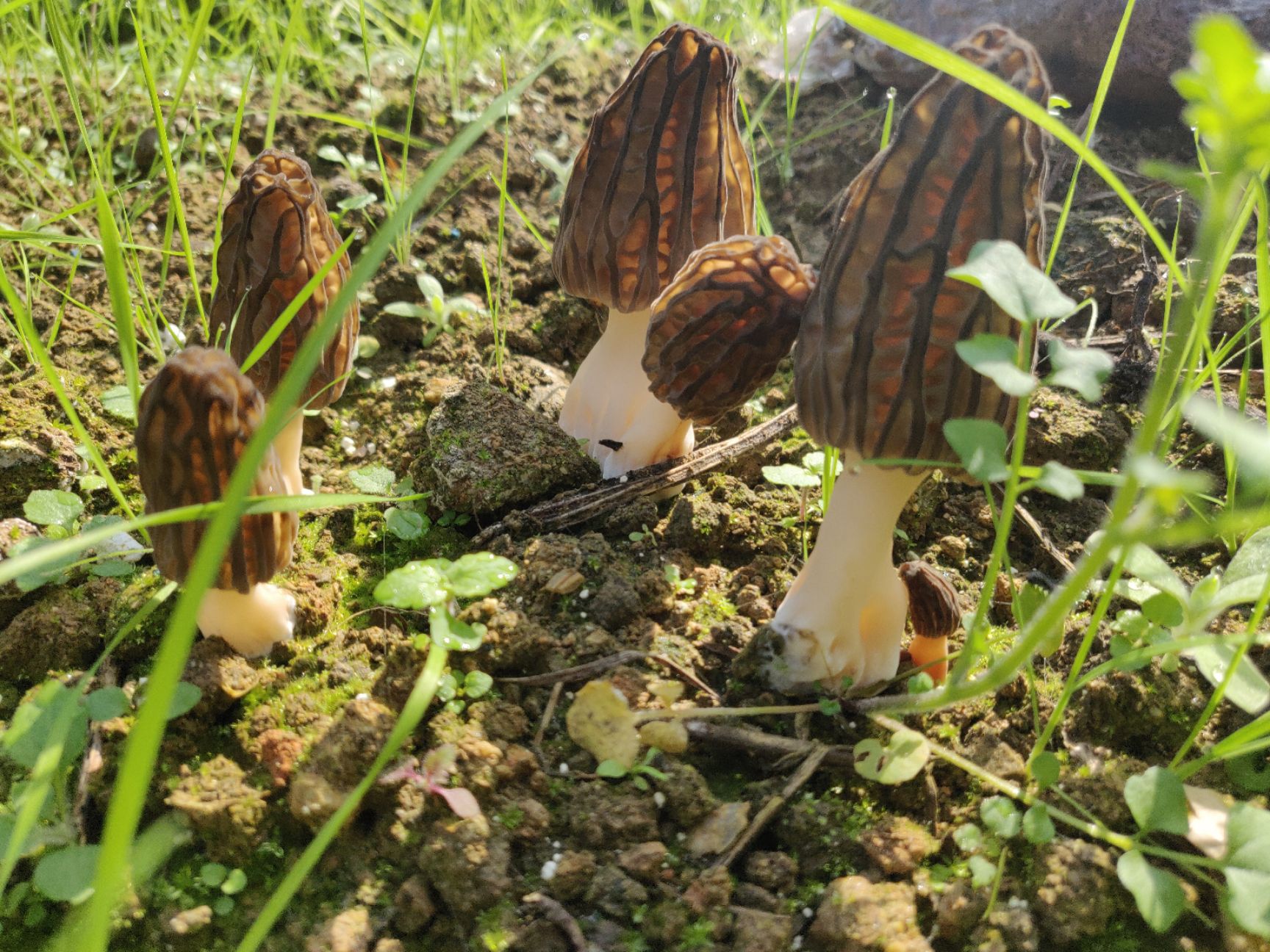 羊肚菌 鲜货 6cm~8cm 尖顶 灰黑色 人工种植 