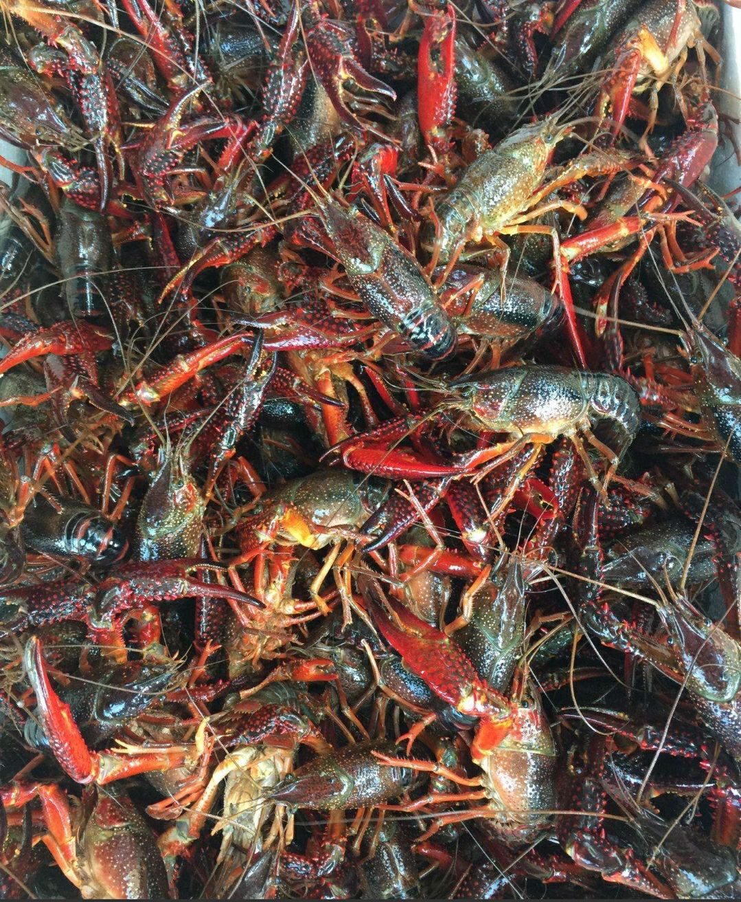 清水小龙虾 4-6钱 湖虾