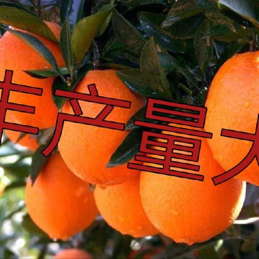 平邑县脐橙树苗 嫁接苗 1~1.5米 