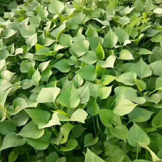 夏津县龙薯9号红薯苗 常规种（原种） ≥95% ≥95%