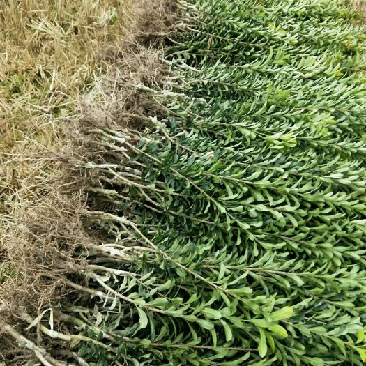 靖州县杨梅树  大量供应2到3公分嫁接苗，