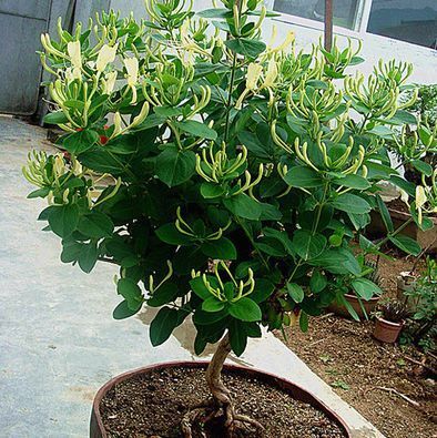平邑县四季金银花苗 30~40公分