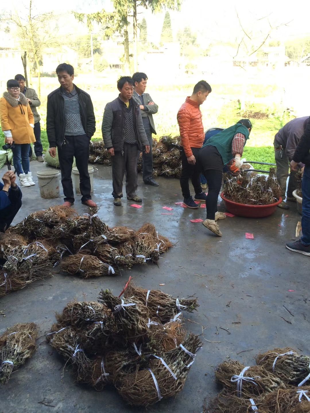 东红猕猴桃苗  猕猴桃苗，红阳，东红嫁接苗！！