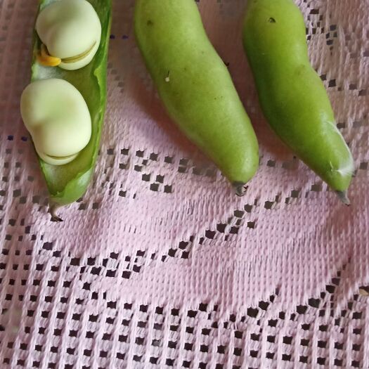 泸西县新鲜蚕豆  量大可以帮你收构