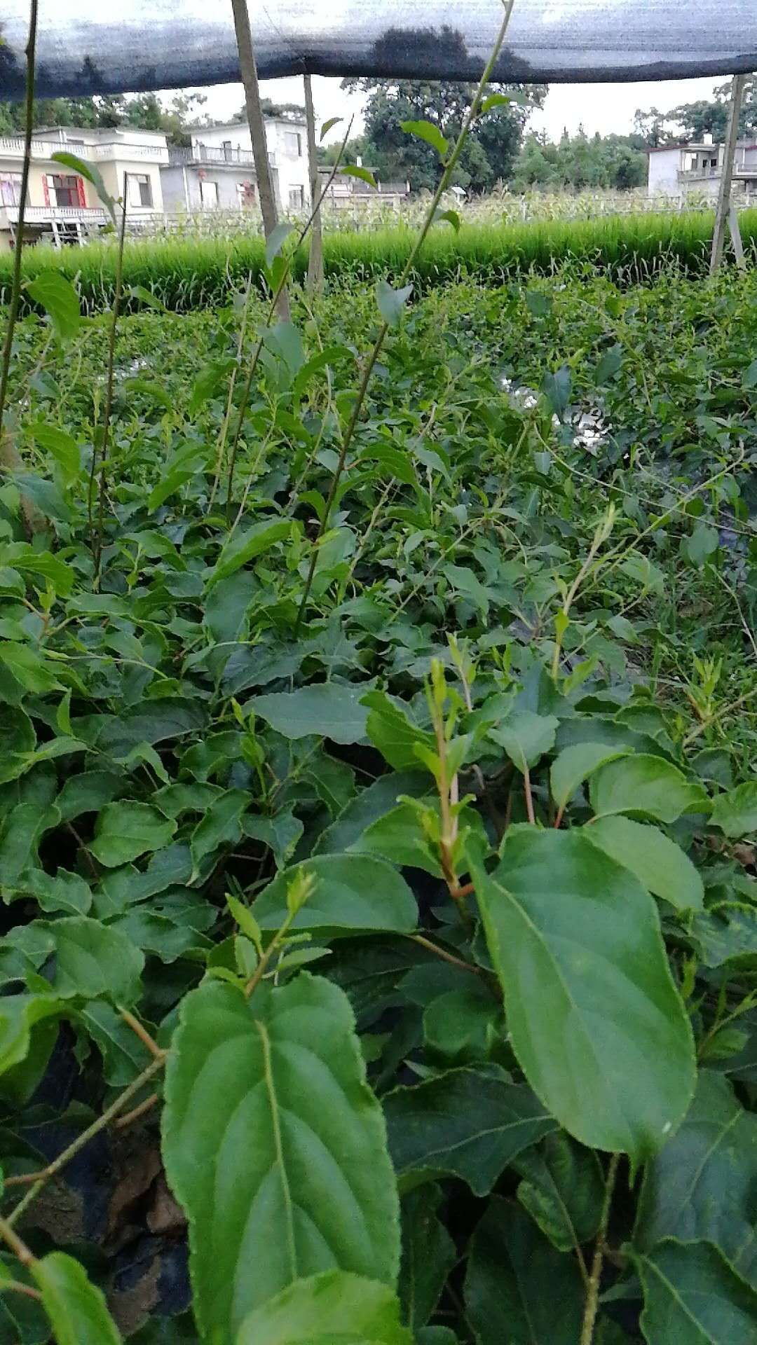 软枣猕猴桃苗 嫁接苗，扦插苗