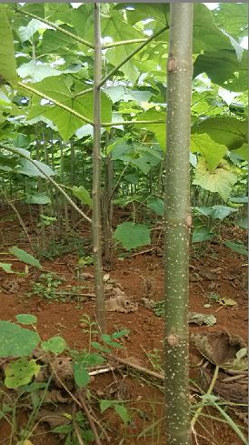 冠县青桐 桐树苗 泡桐苗  107速生杨