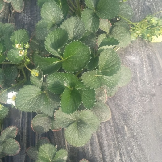 阿拉尔红颜草莓苗 10~20公分 地栽苗 