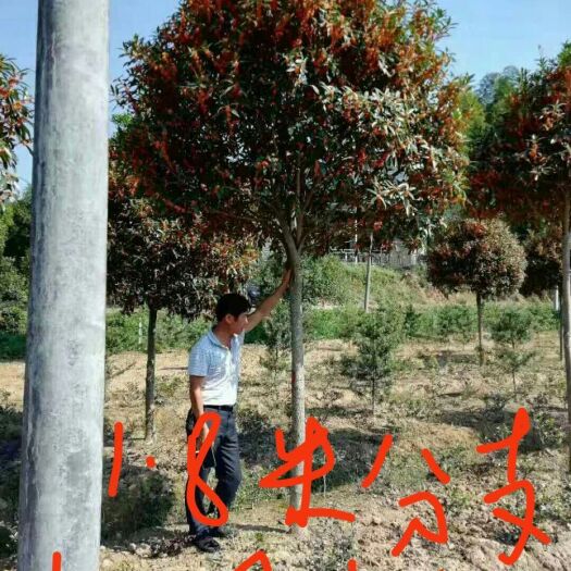 咸宁丹桂 