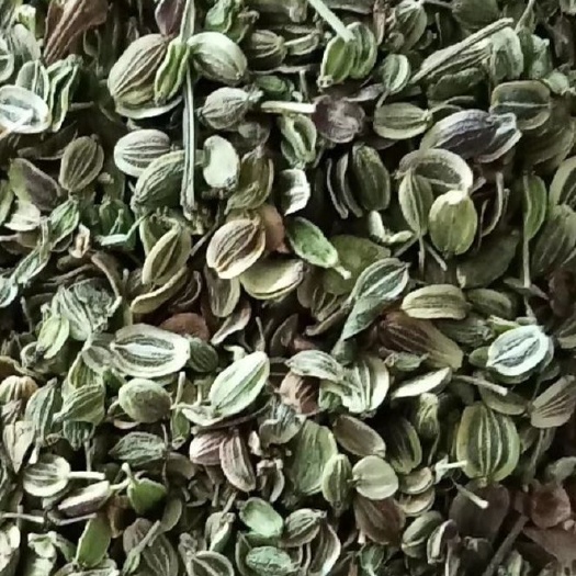 白花前胡种子  白花前胡籽