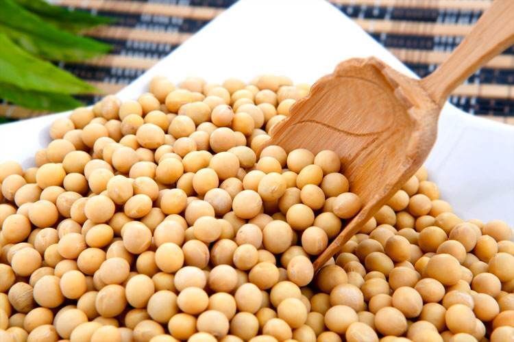 郸城县黄大豆 生大豆 1等品 