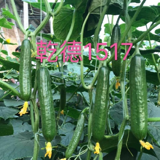 【包邮】乾德1517 农业部登记品种  口感无刺水果黄瓜