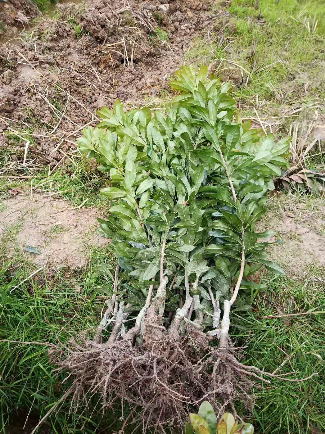 东魁杨梅树苗