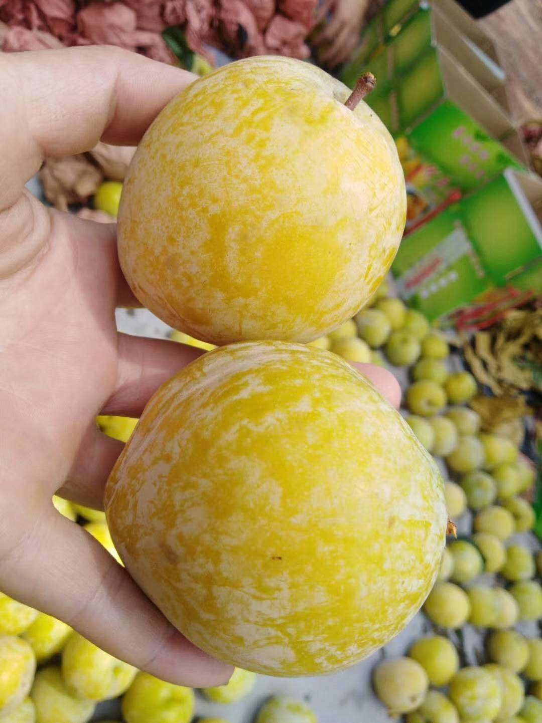 黄金奈李苗 自家果园育苗，保湿发货，假一赔百