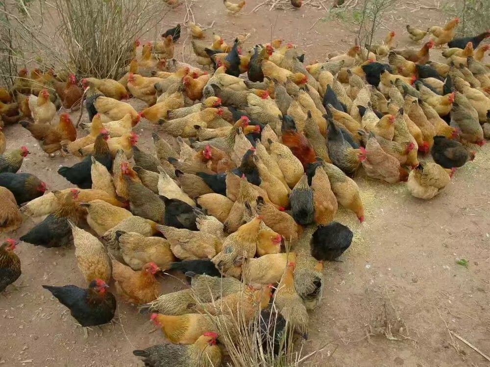 土鸡苗  灵山土鸡