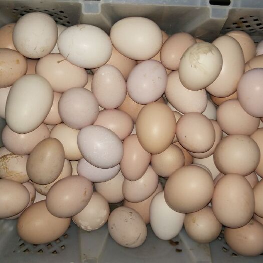 沈丘县土鸡蛋  食用 箱装 50个1箱