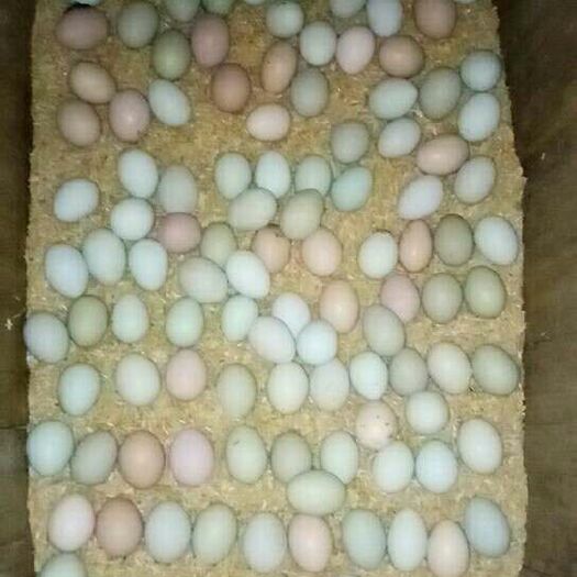 忠县土鸡蛋 箱装 食用