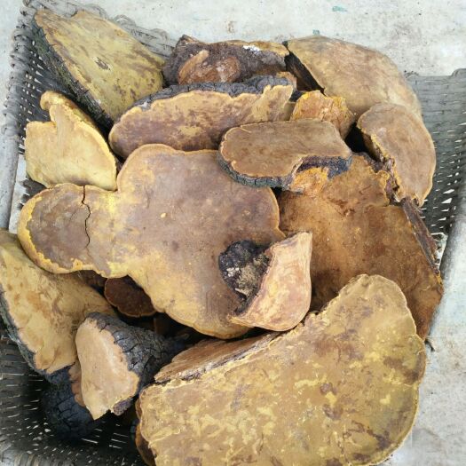 兴山县桑黄