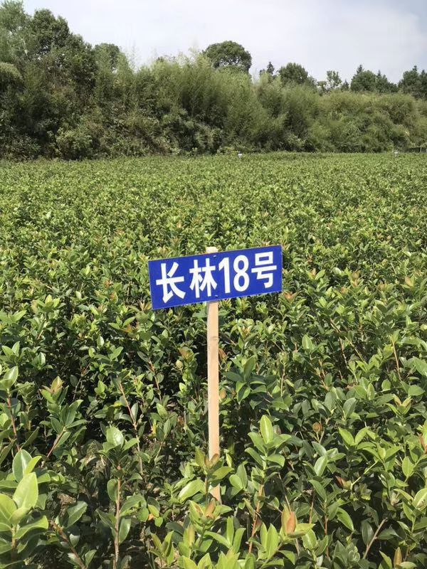 油茶苗 