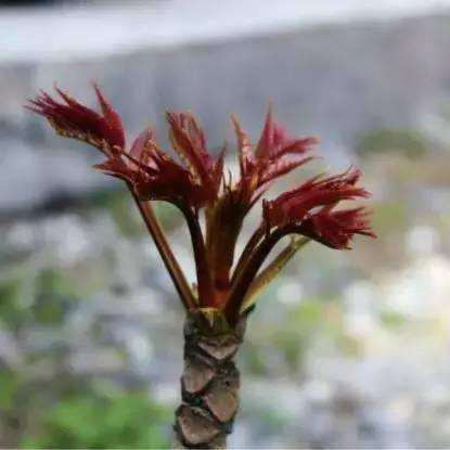 长顺县红油香椿芽 6cm以下 