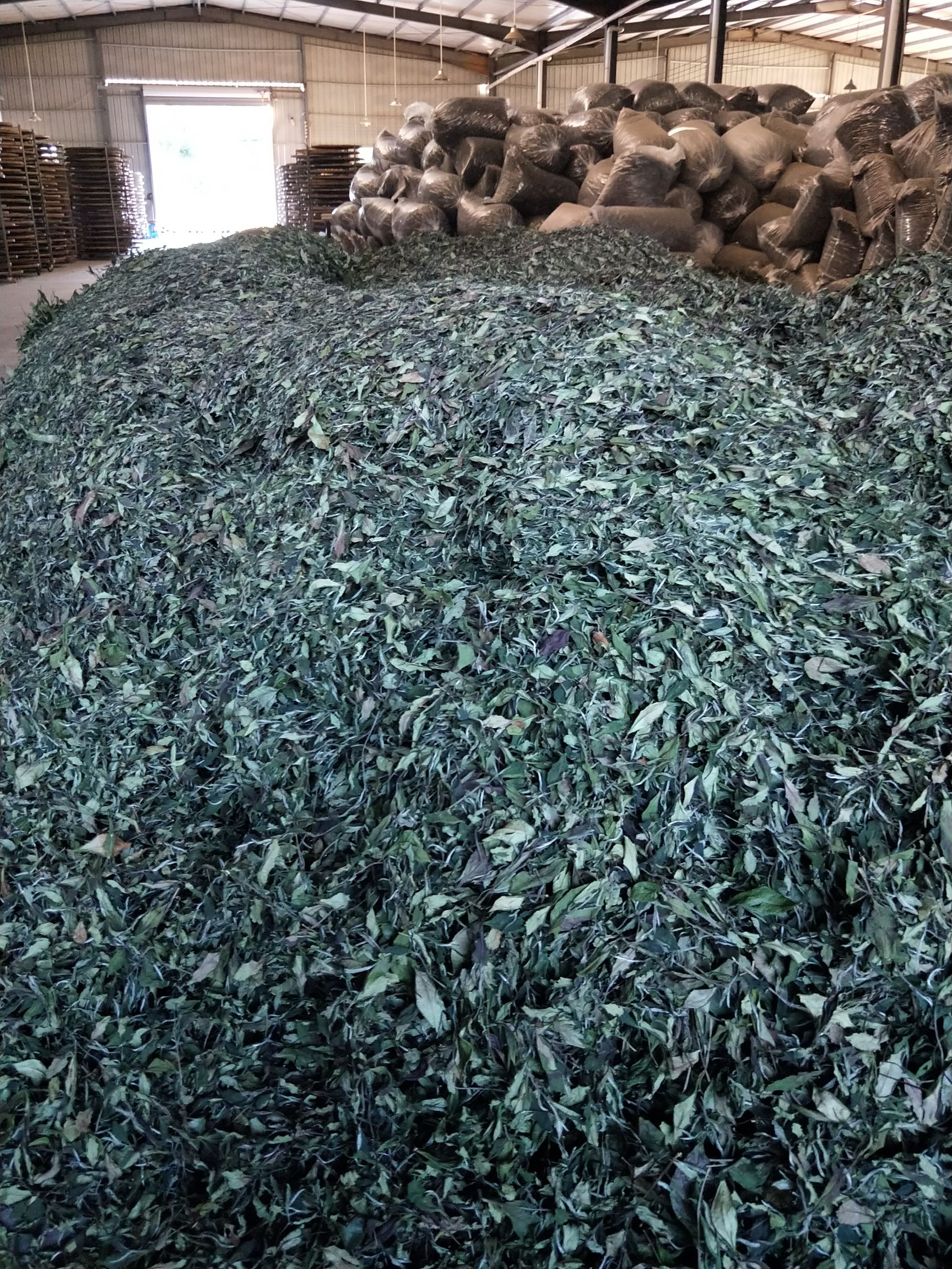 白牡丹茶 恒温长期保存 2020-04-03 - 2020-05-23