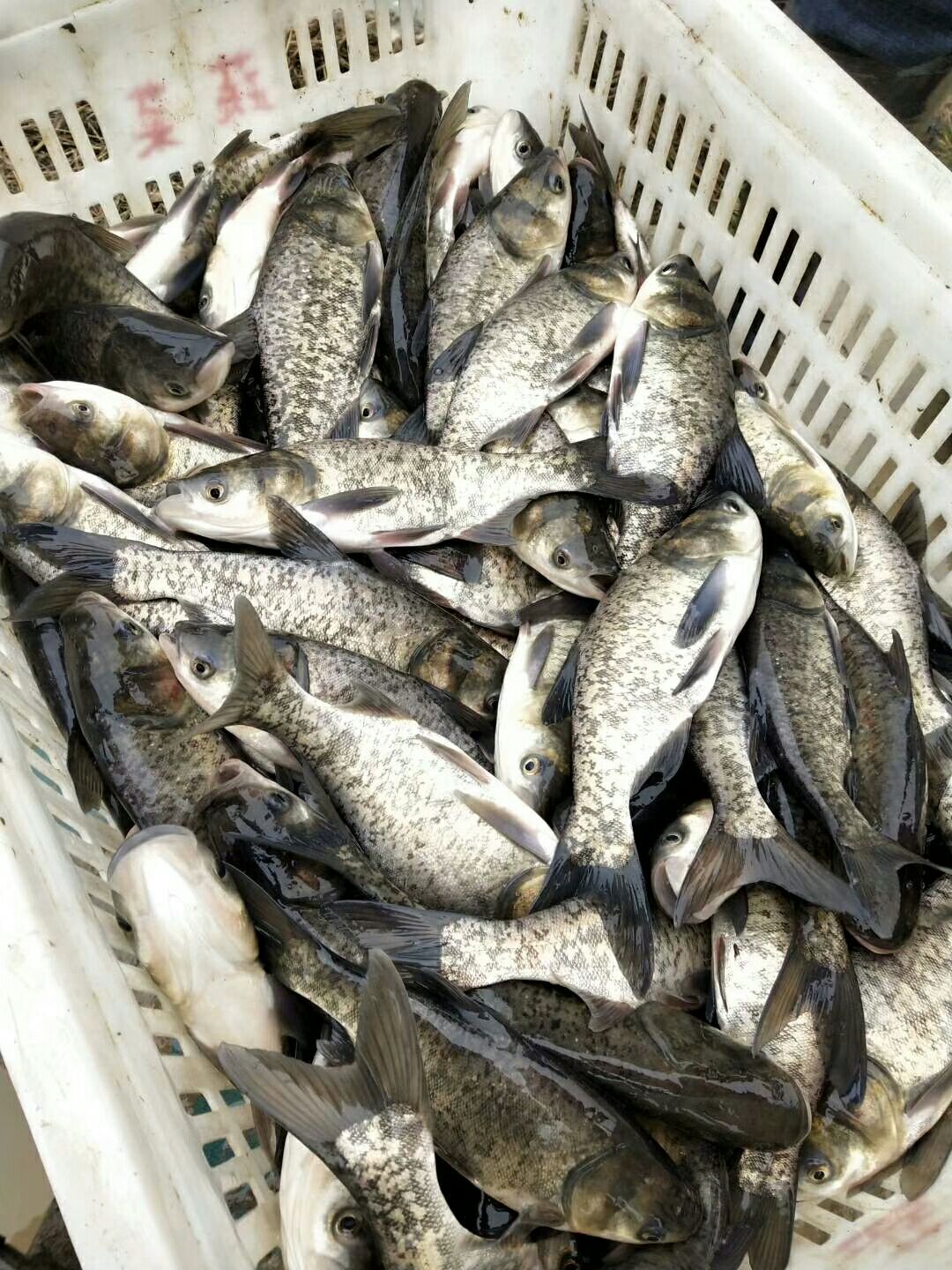 草鱼 0.3到0.8斤，人工养殖