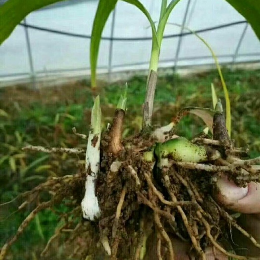 正安县紫花白芨苗 