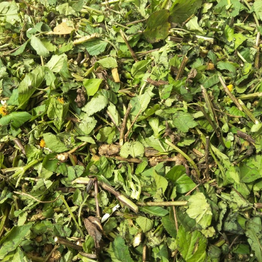 遂溪县鬼针草 