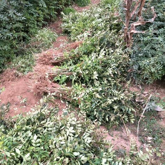泰安大红袍花椒苗