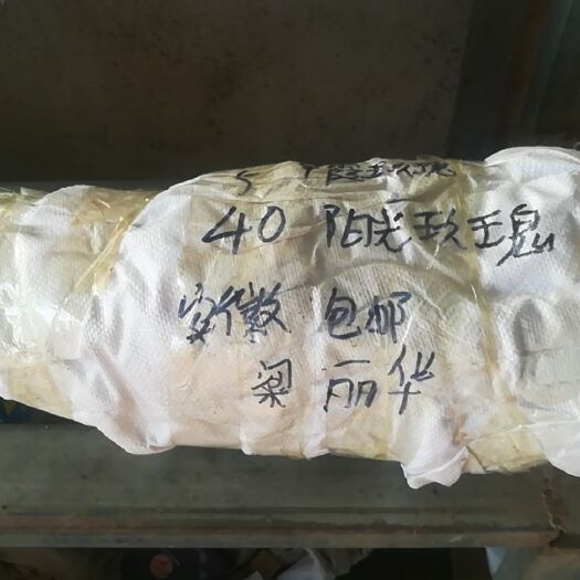 绥中县密光葡萄苗 