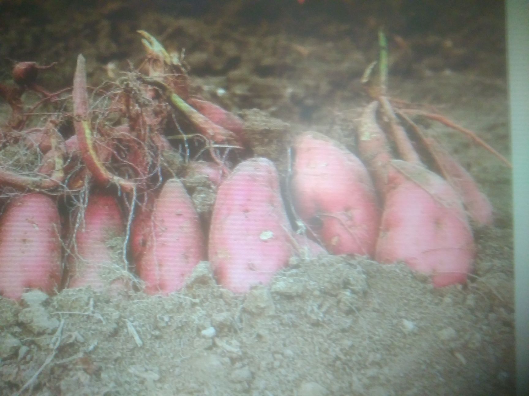 红香蕉红薯 3两 红皮 