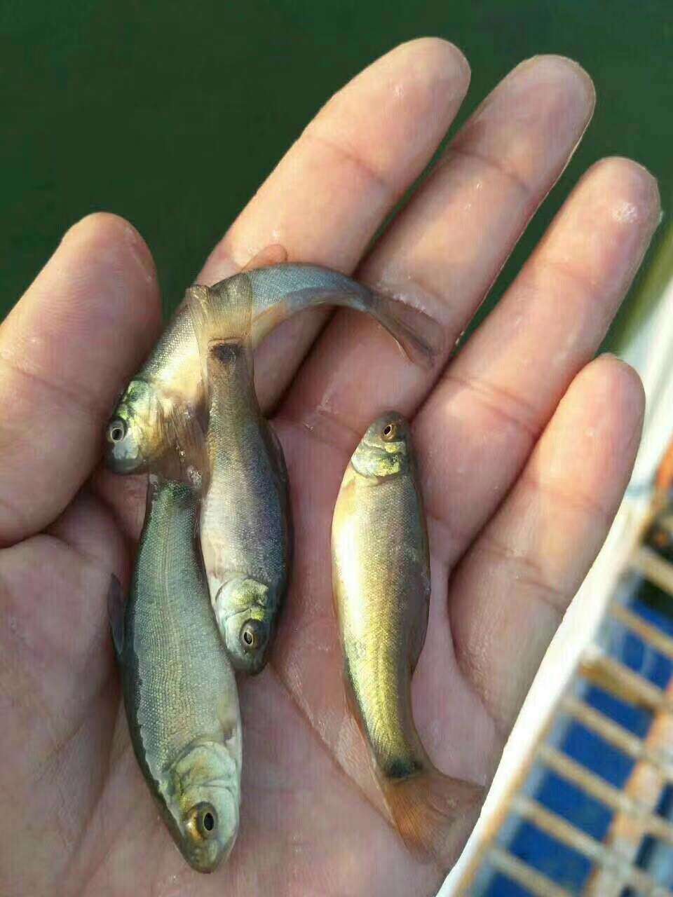 丁桂鱼苗 