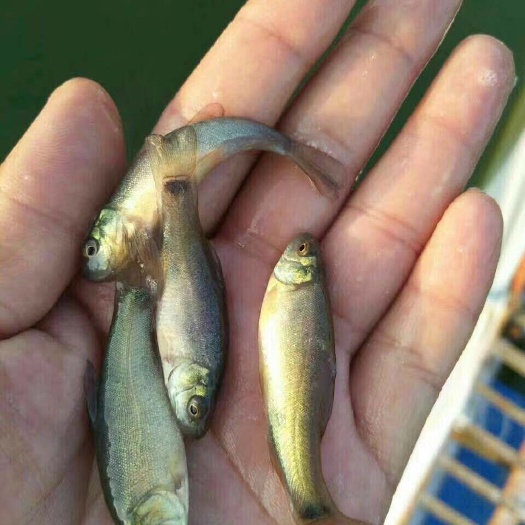 广州丁桂鱼苗 