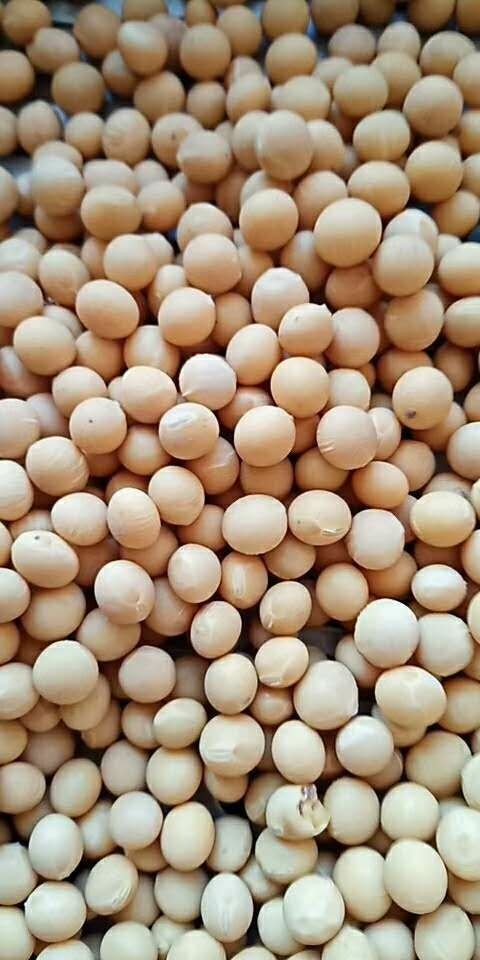 灵璧县黄大豆 生大豆 1等品 